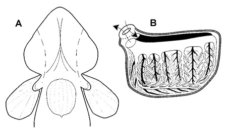 opercular pouches