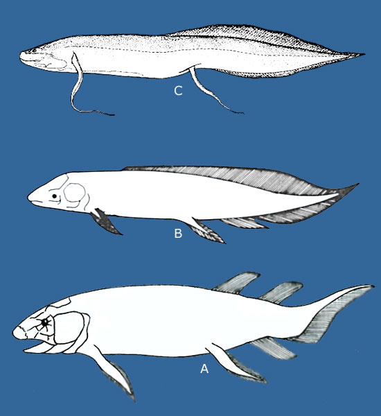 Devonian lungfishes