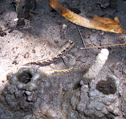 breeding burrow of P. malaccensis