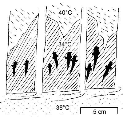 thermoregulation