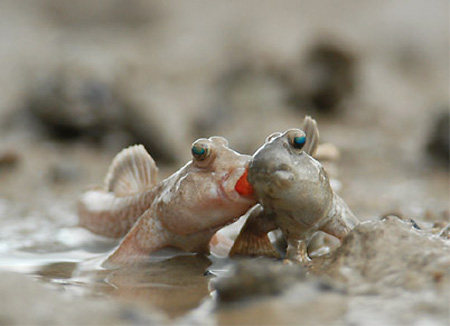 courting