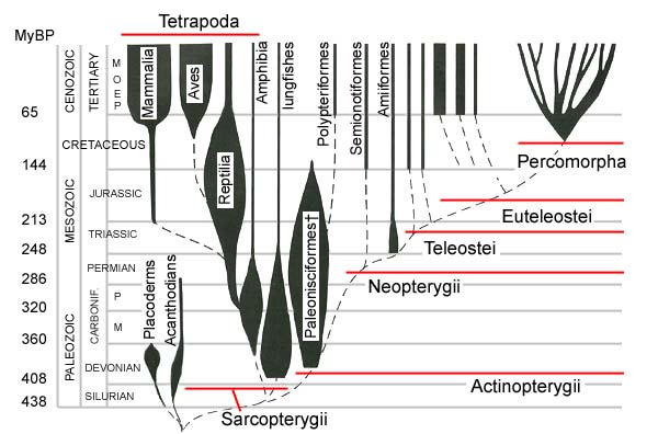 air-breathing vertebrates