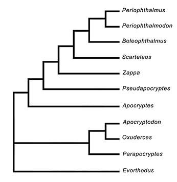 cladogram